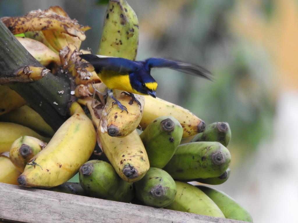Rio Celeste Backpackers Бихагуа Экстерьер фото